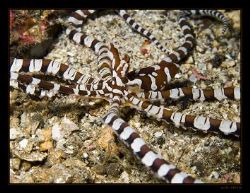 mimic octopus in Lembeh Strait by Marc Kuiper 